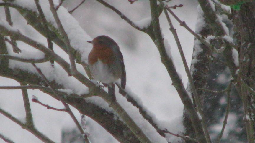 rouge-gorge neige 30-01-10 006