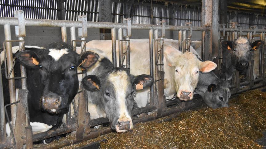 La Commission européenne devrait publier une évaluation de la stratégie actuelle sur le bien-être animal, courant 2020.