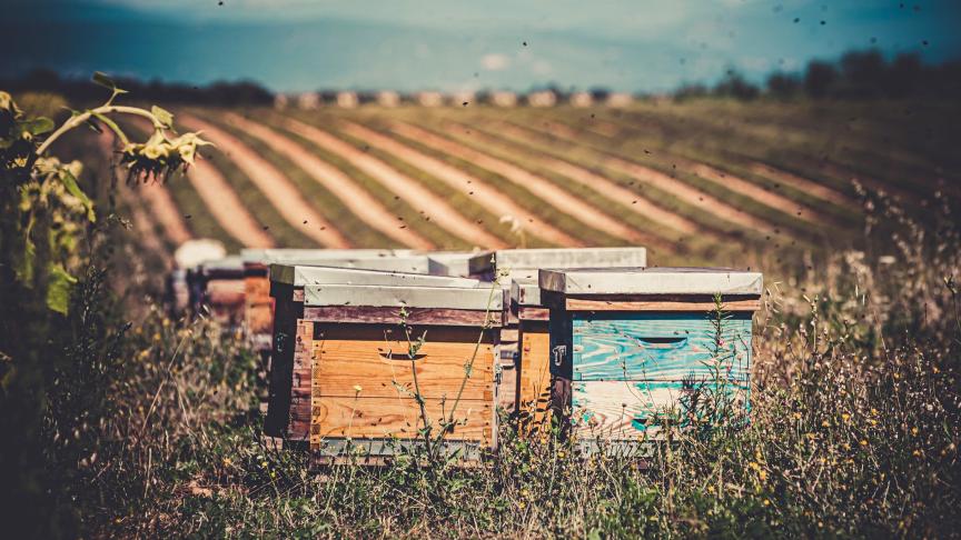 Des chercheurs français viennent de démontrer que l’agriculture biologique améliore les performances des abeilles mellifères.