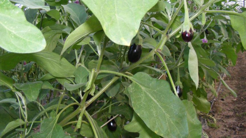 Les aubergines sont souvent fortement colonisées par les aleurodes.