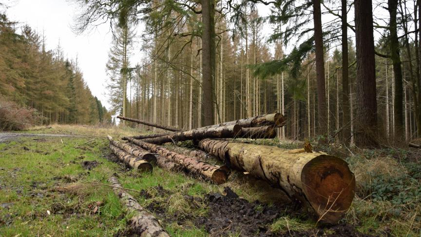 Le secteur forestier fait face à une recrudescence de scolytes. Tout le bois malade ne peut être écoulé. « C’est là qu’on intervient », explique Loïc.