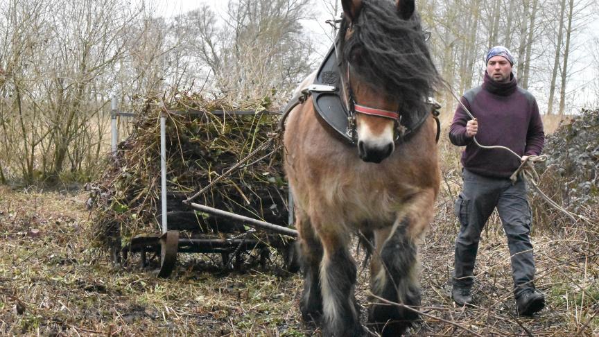 Gladys et son meneur David Mullender au travail d