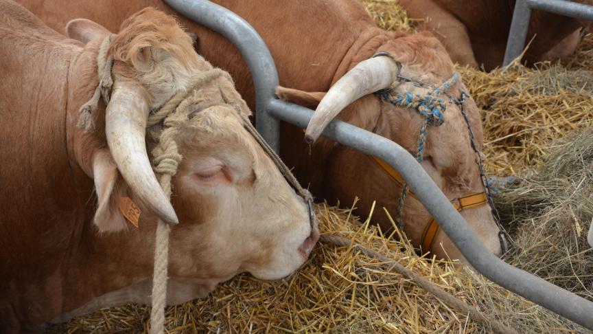 L’organisation syndicale française demande pour les producteurs de viande bovine une revalorisation d
