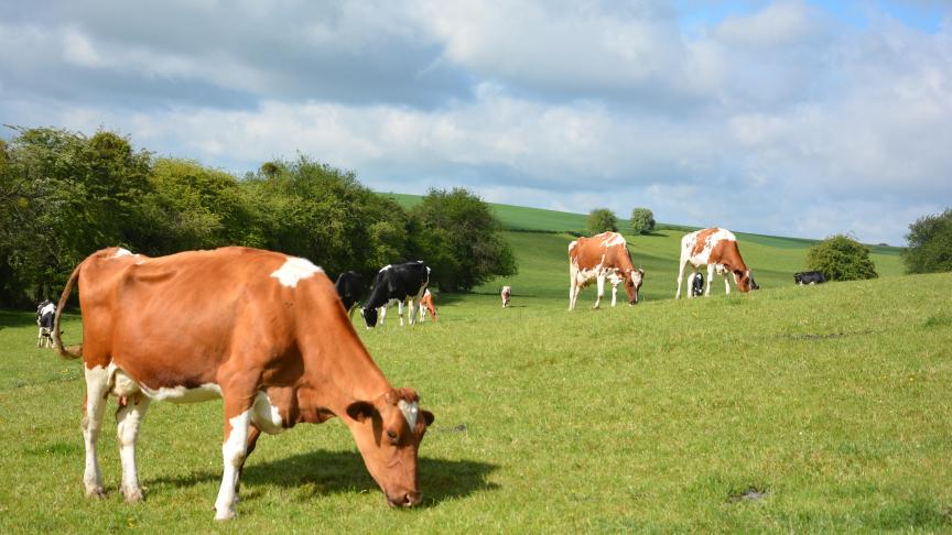 Du côté du lait, l’aide au stockage privé concernera la poudre de lait écrémé, le beurre et le fromage. L’ensemble des mesures d’urgence proposées par la Commission européenne devrait être adopté avant la fin de ce mois après un vote des États membres.
