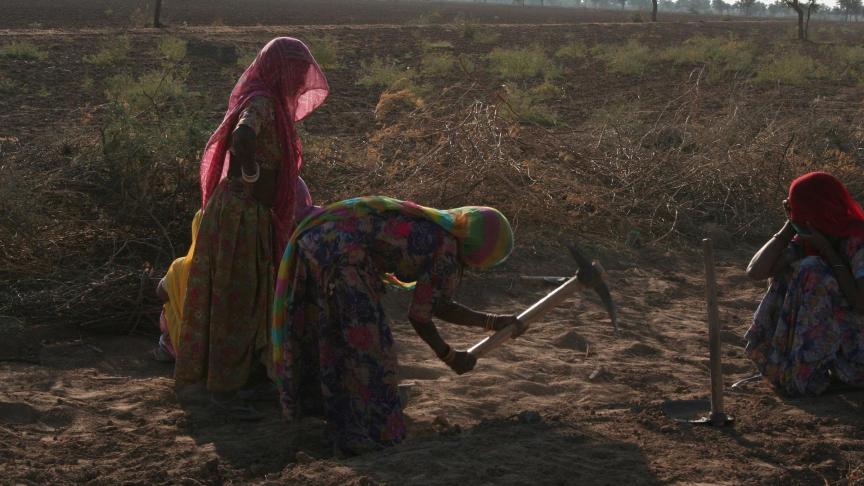 Au Rajasthan, pays des rois, les invasions de criquets sont un fléau supplémentaire pour une agriculture déjà meurtrie par les chaleurs étouffantes du mois de mai.