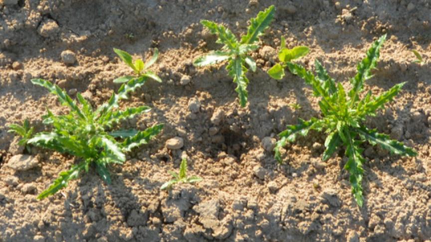 En addition avec le mélange Far, la dose maximale de «Matrigon» s’élève à 0,75l/ha, et les betteraves doivent avoir au moins 6 feuilles réelles.