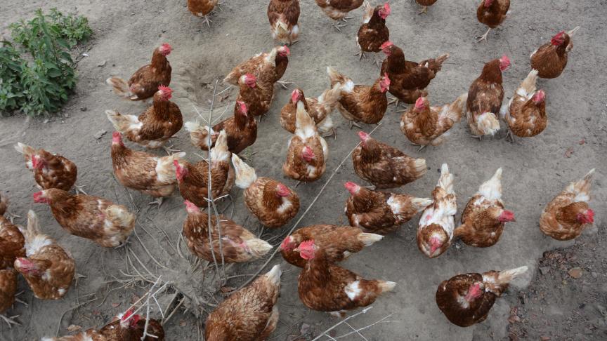 Boostée par la demande, l’aviculture bio wallonne se distingue par son impressionnante croissance
: +11
% pour les poulets de chair et +16
% pour les poules pondeuses.