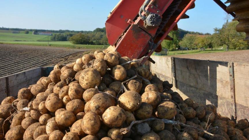 Parmi les voies de valorisation des stocks de pommes de terre restées sur le carreau,  l’alimentation des animaux d’élevage, notamment les bovins, permettrait  de bien valoriser les volumes disponibles.