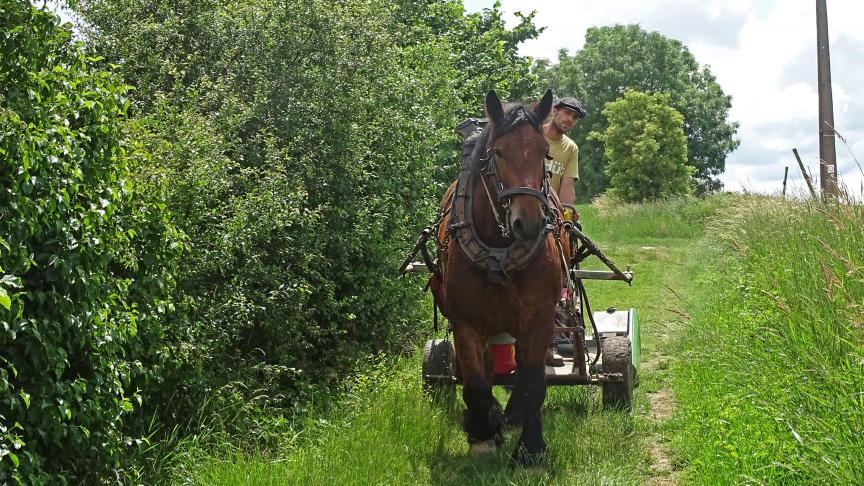 Ces trois prochaines années, le cheval de trait sillonnera les sentiers du Parc naturel Burdinale Mehaigne pour leur entretien ainsi que la gestion de sites semi-naturels communaux.