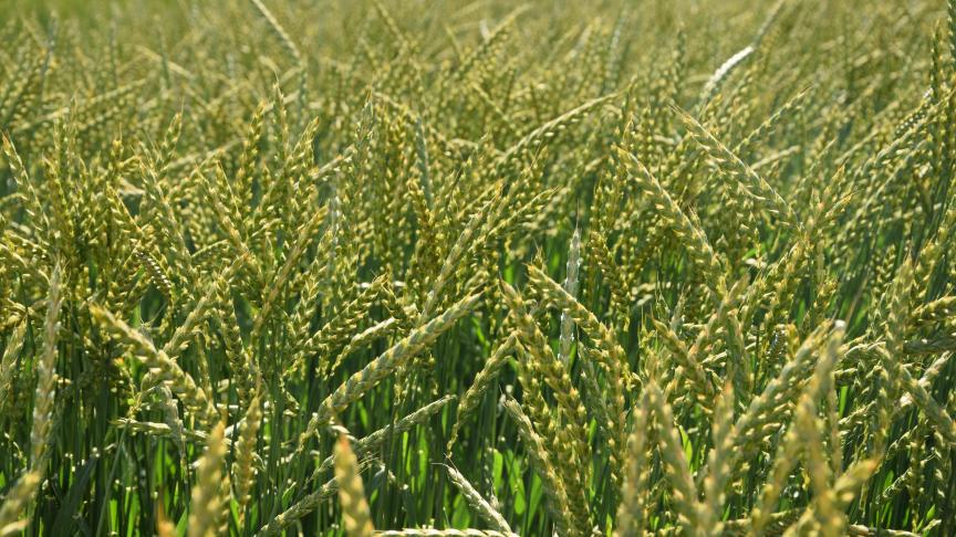 Le «blé des Gaulois» est particulièrement bien adapté aux terres wallonnes. Il est tout à fait cultivable dans le Condroz, en Famenne et même en Ardenne. Un groupement de cultivateurs porte d