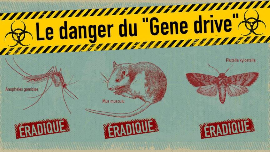 Le forçage génétique est une technologie d'ingénierie génétique des animaux et plantes. La propagation de gènes modifiés peut mener à une extinction des espèces.