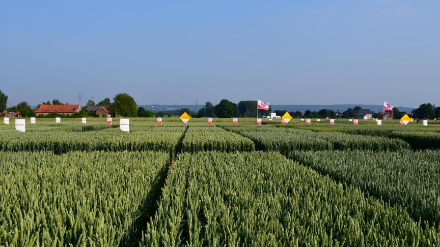 Vue de la vitrine variétale au mois de juin. A l’avenir, les essais des variétés de céréales se poursuivront dans la région de Tiegem. Cela s'applique également à l’expérimentation de toutes les autres cultures. L’implantation de champs de démonstration reste également de mise.