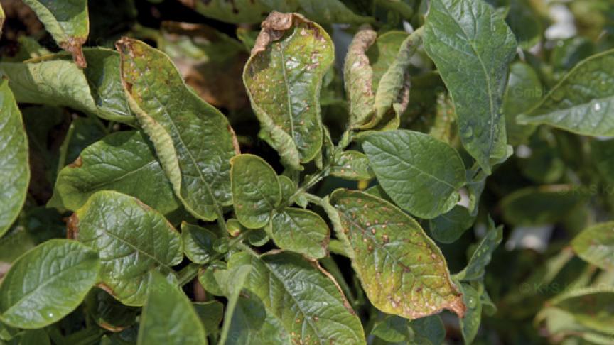 ... jusqu’à de l’enroulement et des nécroses terminales.