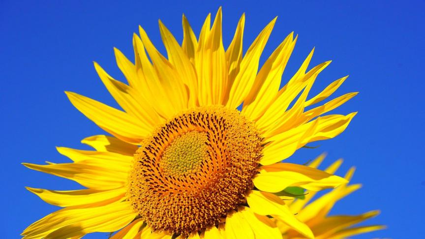 sunflower-2511961_1920