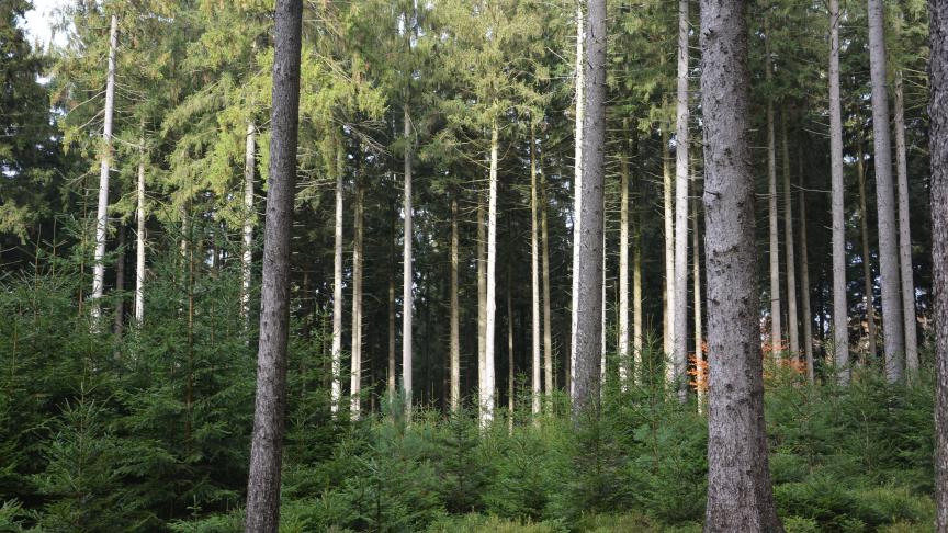 «Quelles réponses proposent l’Europe et la Wallonie pour garantir une forêt européenne et wallonne en bonne santé dans les décennies à venir ? Où en sommes-nous et vers où allons-nous ?» NTF proposera un échange d’idées sur cette thématique majeure lors d’une conférence organisée le jeudi 15 octobre à La Bruyère.