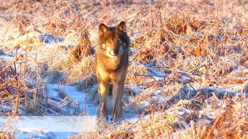 Le loup « Akéla », seul individu actuellement établi en Wallonie, photographié dans les Hautes-Fagnes en février 2019.