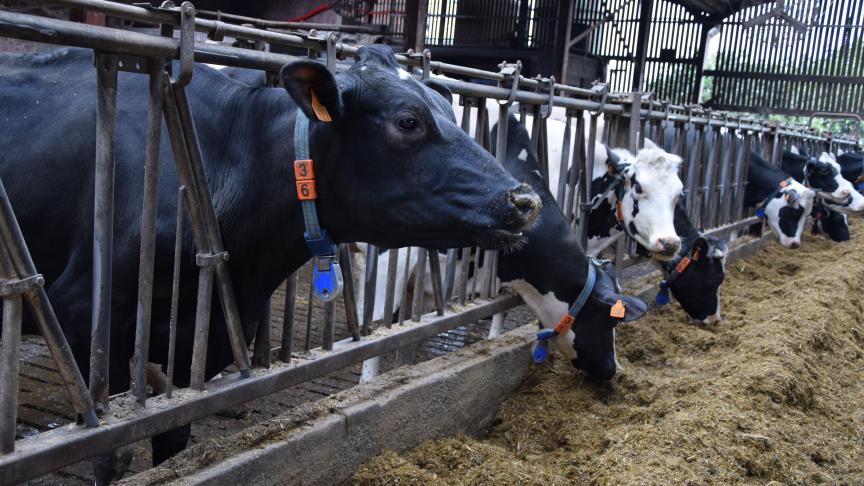 Pour les producteurs laitiers, 2019 s’est traduit par une augmentation du prix du lait  de plus de 3 % et une légère baisse du rendement des vaches et veaux de réforme.