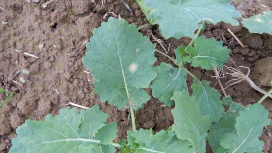Premiers symtômes de phoma sur feuilles: taches blanches et points noirs (pycnides), sans danger pour le colza.