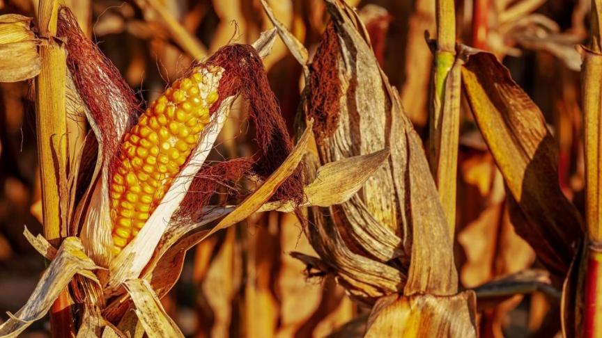 La teneur en mycotoxines dans la récolte de maïs est à nouveau faible cette année.