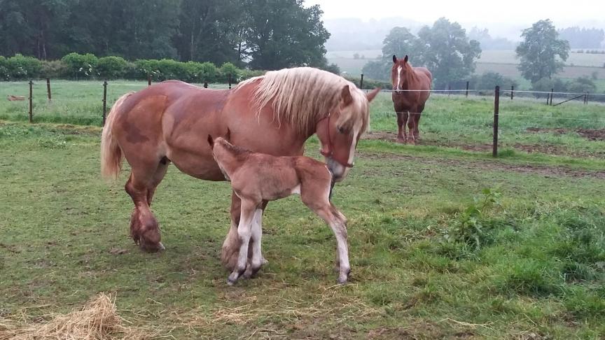 Dans les semaines à venir, trois poulains viendront agrandir le troupeau de Christophe, aujourd’hui composé de dix chevaux.