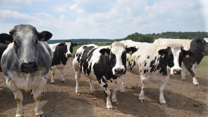 Une majorité des troupeaux peut rapidement parvenir à l’assainissement  en réformant moins de 20 % de leurs bovins.