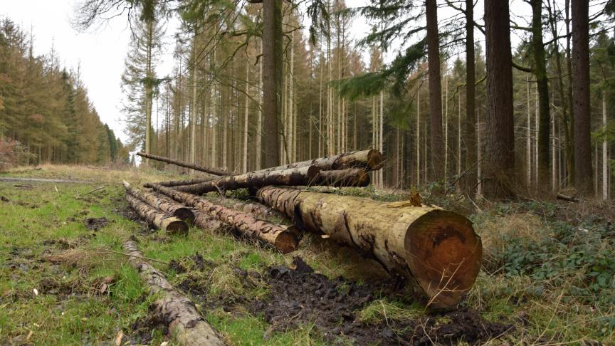 Le projet pilote d’aide au reboisement de la Ministre Céline Tellier ne portera des fruits que si les conditions d’octroi soutiennent une forêt plus résiliente mais productive.