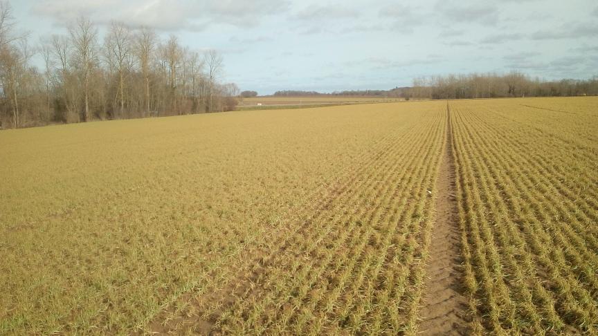 Photo 1 A: vue, le 19 février, de la variété Anvergur semée en octobre 2020.