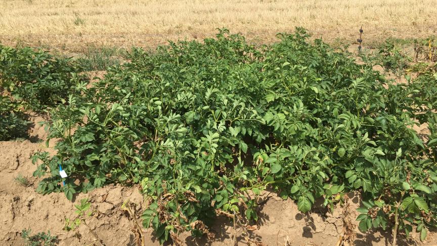 Aspect de la variété Java le 13 août 2020 sur la parcelle Milvar à Libramont.