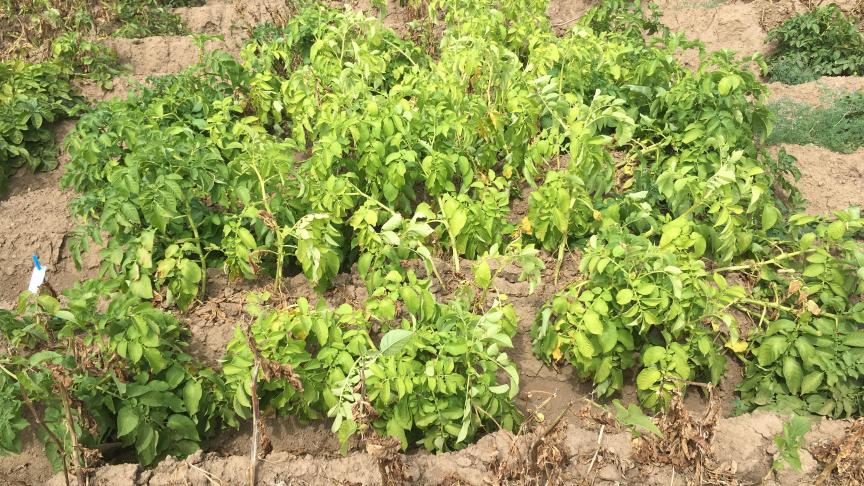 Aspect de la variété Camillo le 13 août 2020 sur la parcelle Milvar à Libramont.