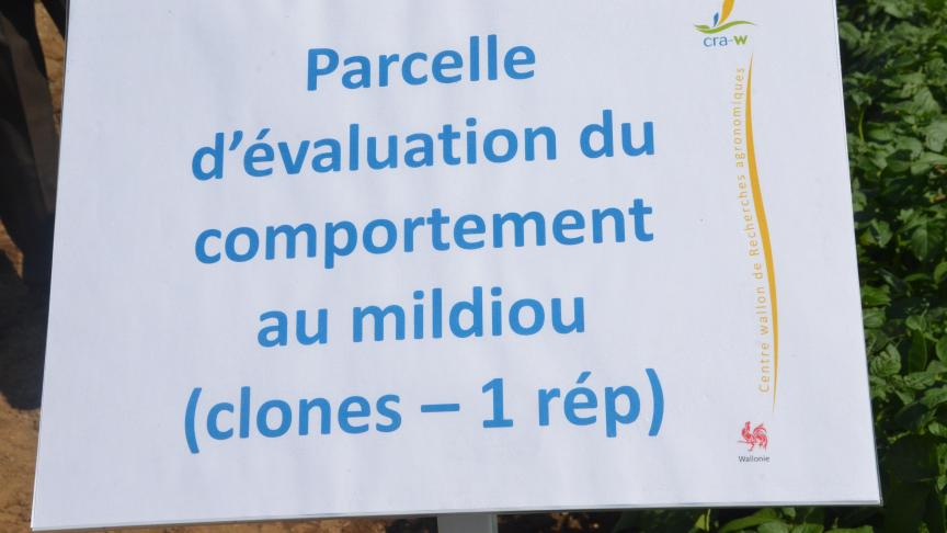 La création de variétés présentant une plus grande résistance au mildiou et leur évaluation font l’objet d’un vaste programme de recherche mené par le Cra-w.