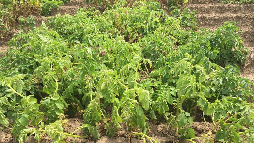 Aspect de la variété Levante le 13 août 2020 sur la parcelle Milvar à Libramont.