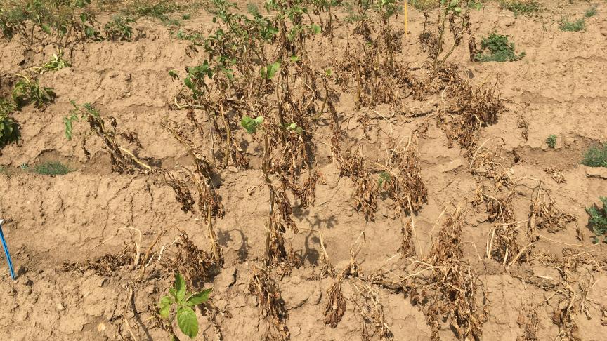 Aspect de la variété Bintje le 13 août 2020 sur la parcelle Milvar à Libramont.