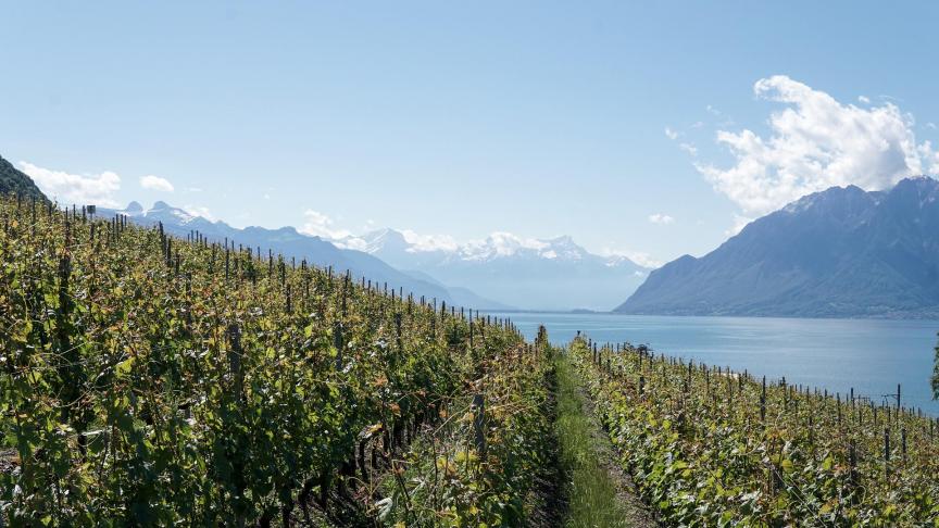 L’organisation Bio Suisse pointe notamment du doigt «la contamination aux pesticides dans le vin, un grand problème dans le pays».