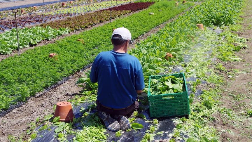 L’offre de légumes, parmi d’autres, est insuffisante sur le territoire de Cadi.  L’installation de nouveaux producteurs est à la fois un défi et une nécessité.