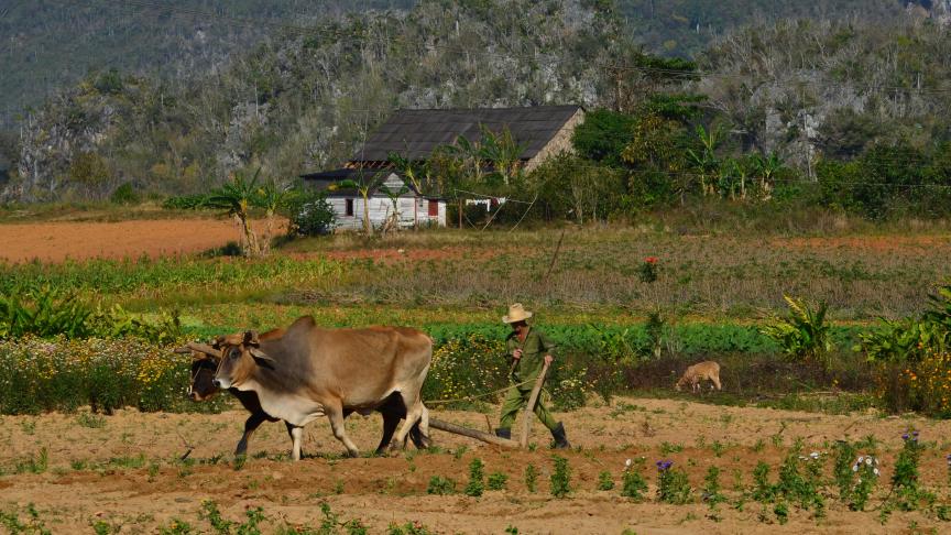 Dans de nombreuses régions du monde, comme ici dans l’ouest de Cuba, les paysans travaillent dans des conditions et avec des moyens