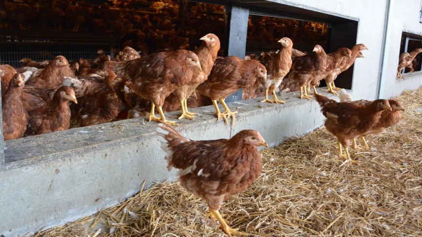 Lorsqu’elles quittent l’élevage, 17 semaines après y être arrivées, les poulettes sont prêtes à pondre.