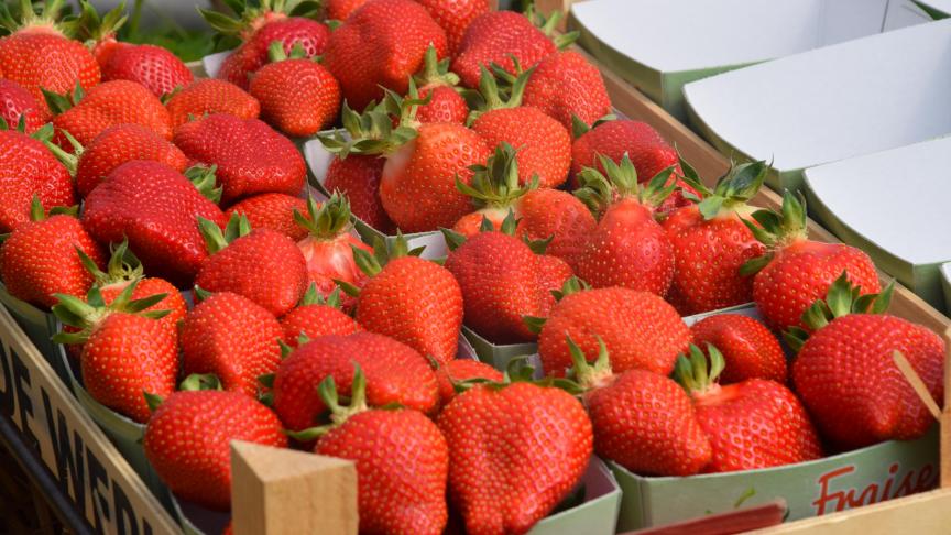 Une fraise doit être consommée à température ambiante. Si elle sort du frigo, elle n’exprime pas tous ses arômes et manque de goût.