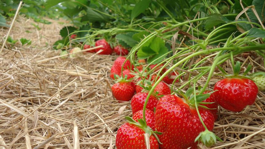 La ferme récolte chaque année 70 ares de fraises, 40 en mai et 30 en juin.