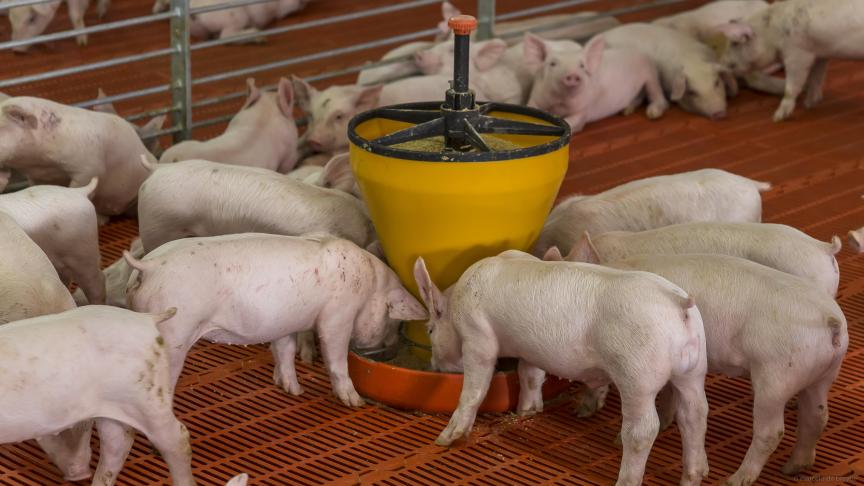 Derrière le veau de boucherie, le porc sevré est la  catégorie animale à consommer le plus d’antibiotiques.