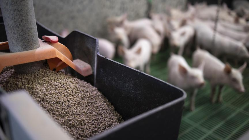 La production belge d’aliments pour animaux a augmenté de + 5,7% en 2020 par rapport à 2019.