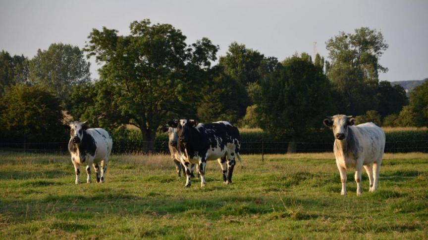 Si l’on en croit l’état de l’agriculture wallonne, le cheptel wallon a subi des changements structurels depuis 1990. Si le nombre de bovins laitiers a été divisé par deux,  le nombre de bovins viandeux s’est quant à lui étoffé.