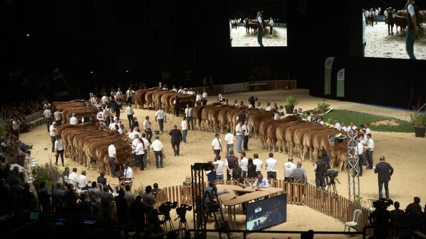 750 bovins viande en concours et présentation dans la salle du Zénith. L