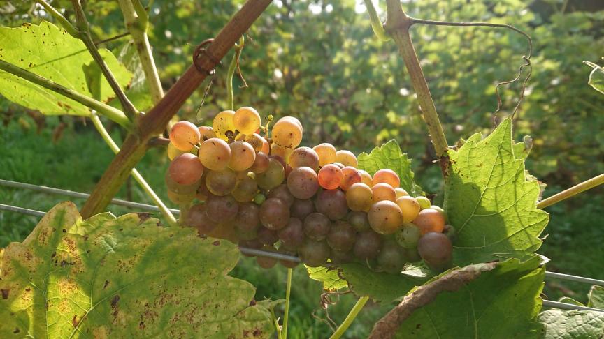 La véraison est bien terminée pour le cépage Muscaris. Les derniers rayons de soleil permettent aux baies de raisin de se remplir de sucre.