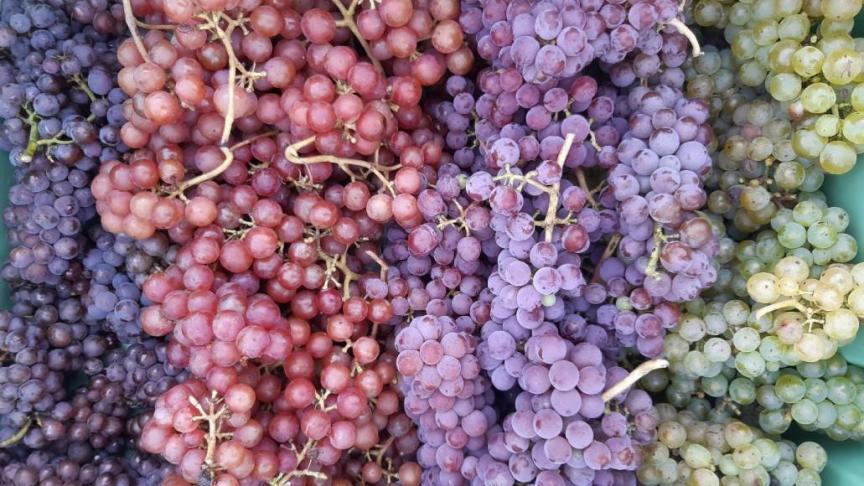 Variétés de raisin avec des peaux de couleurs différentes.