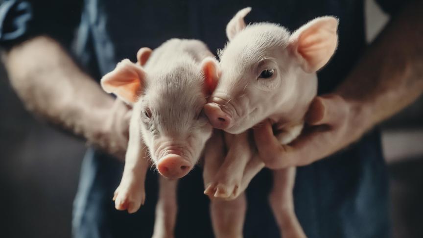 Grâce à cette initiative, le secteur porcin belge entend créer un contexte vraiment équitable en matière de bien-être animal.