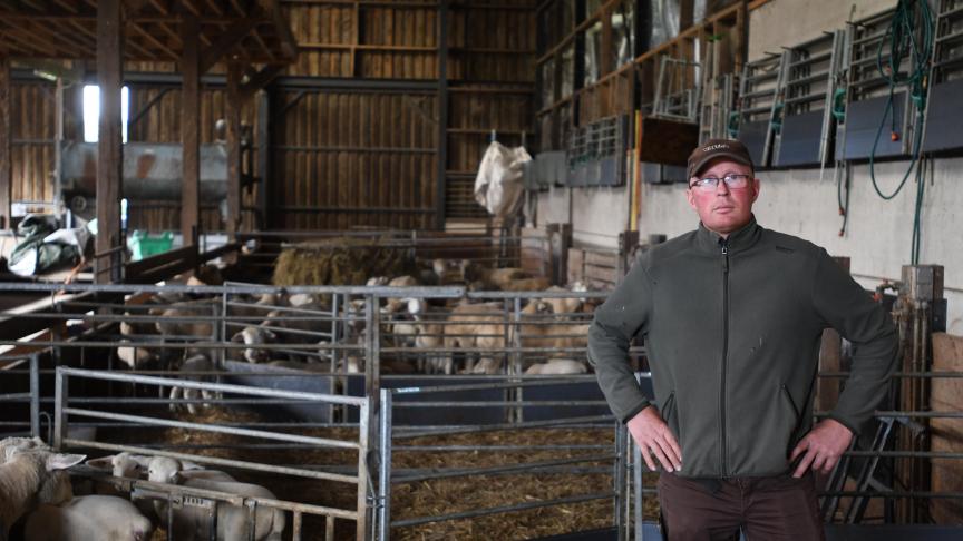 Dons son élevage ovin, Ludovic Maréchal a fait le choix des boucles électroniques  qui lui offre une certaine facilité dans la gestion de troupeau.