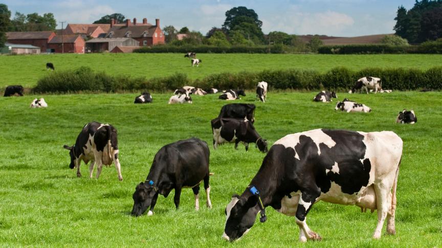 Field of cows with SenseTime tags (4)