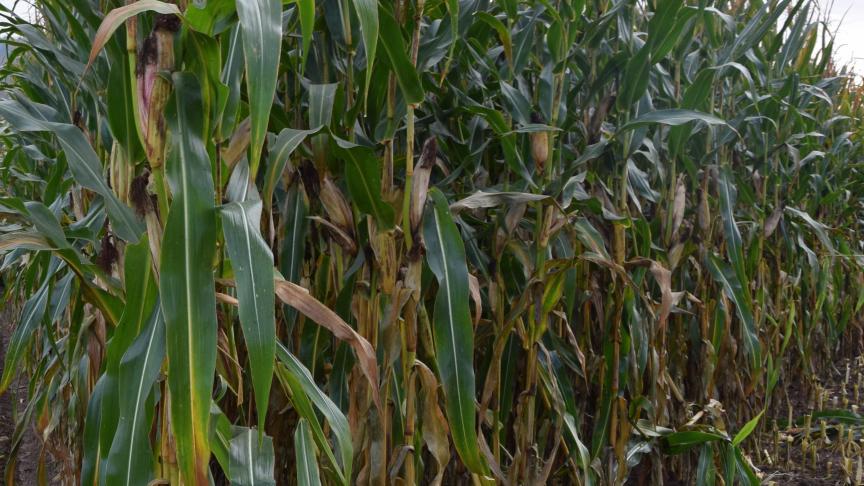 Au 14 octobre 2021, les teneurs en humidité pour les variétés habituellement utilisées en grain humide s’étalent entre 37 et 40% pour des semis réalisés durant la dernière décade d’avril.