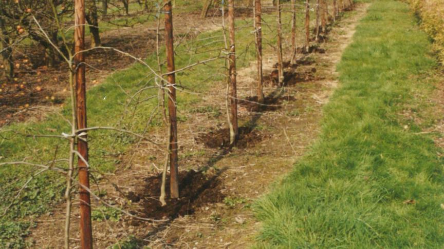 Le début de l’hiver est la période idéale pour épandre du compost « mûr » qui a terminé son cycle de décomposition. L’épandage se fera sur toute la surface du sol correspondant à la ramure, à raison d’une brouette pour 10 m².