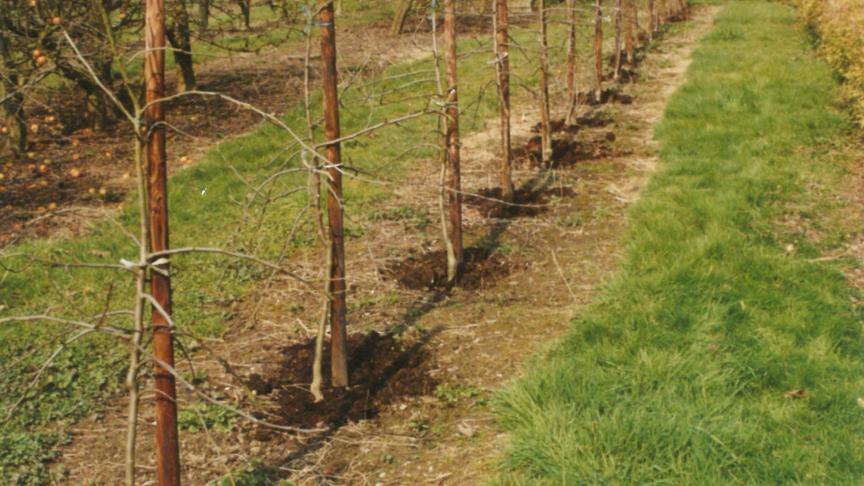 Le début de l’hiver est la période idéale pour épandre du compost « mûr » qui a terminé  son cycle de décomposition. L’épandage se fera sur toute la surface du sol  correspondant à la ramure, à raison d’une brouette pour 10 m².